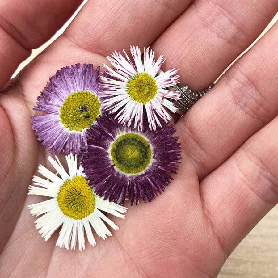 Pressed Bellis Daisy Flowers - Cakeonuts