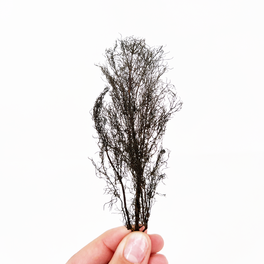 Pressed Bronze Fennel Leaves - Cakeonuts