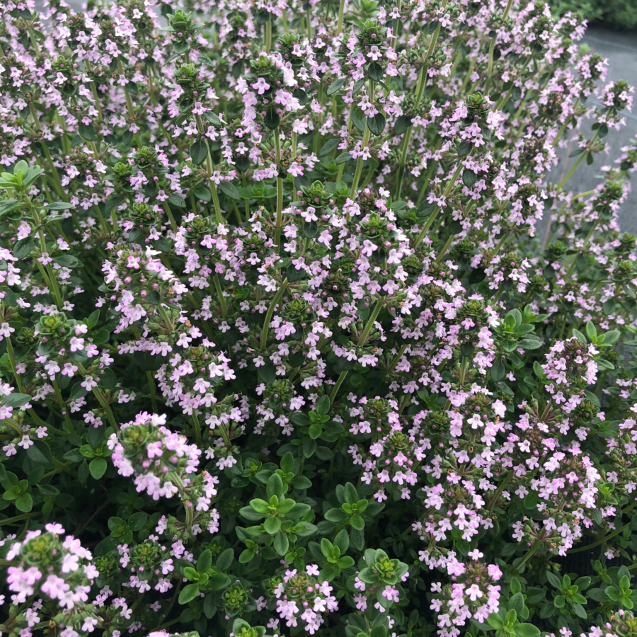 Pressed Mint Flowers - Cakeonuts