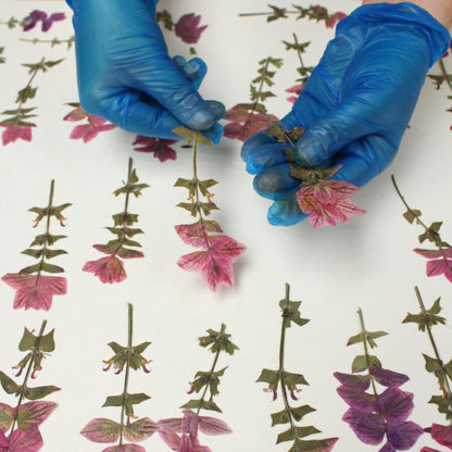 Pressed Oxford (Salvia Sage) Flowers - Cakeonuts