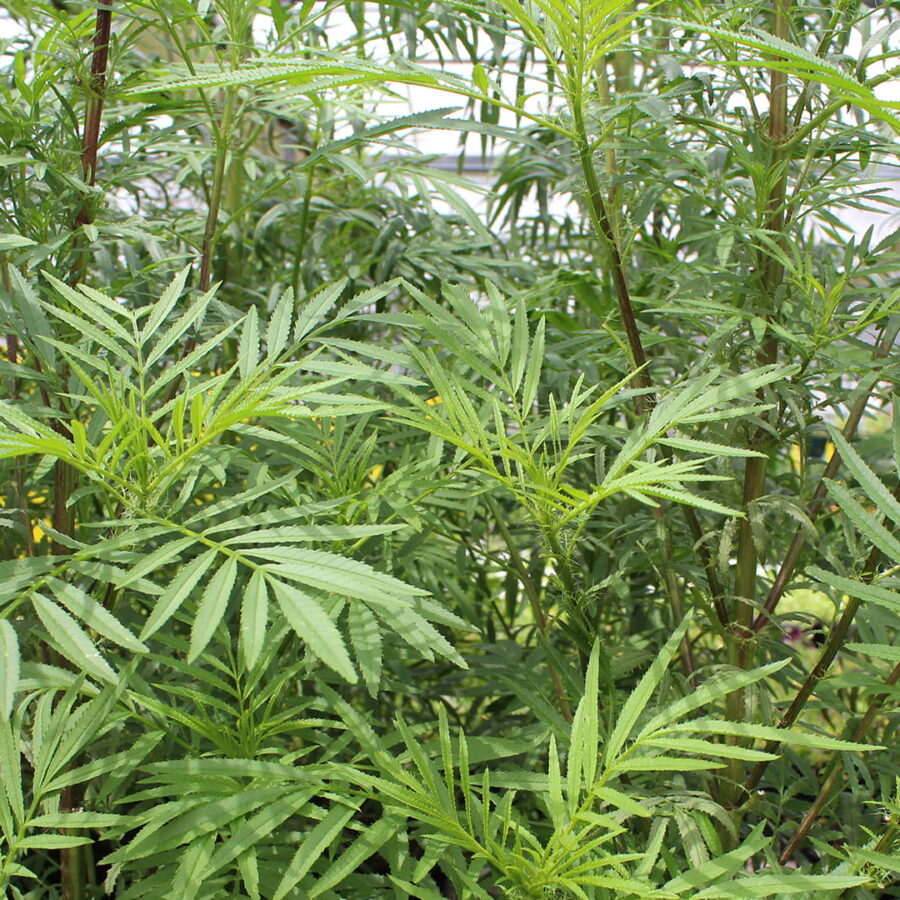 Pressed Peruvian Marigold Leaves - Cakeonuts