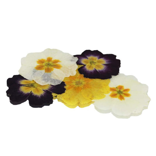 Pressed Primula Flowers - Cakeonuts