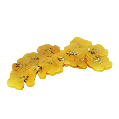 Pressed Viola Flowers